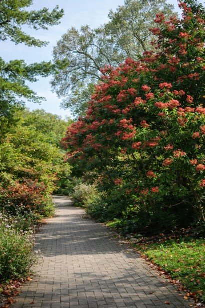 Гептакодіум miconioides в парку